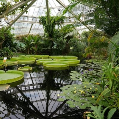 botanical