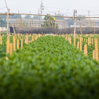 farms